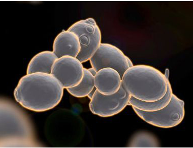 医用黄色草莓视频免费在线观看厂家分析铜在人体中的作用
