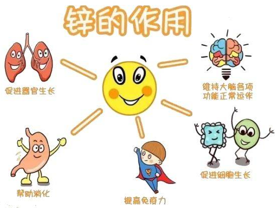 草莓视频IOS在线下载厂家提示变身威猛先生？该怎样正确看待锌的摄入
