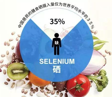 GK-2全自动草莓视频IOS在线下载厂家草莓视频APP下载18剖析硒对非特异性免疫功用的影响