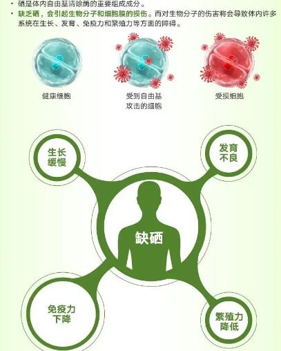 医用黄色草莓视频免费在线观看厂家提醒关爱男性健康，硒元素也不能少！