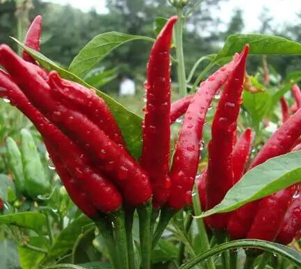 自动微量元素分析检测仪厂家提示缺乏镁元素？多吃这三种蔬菜